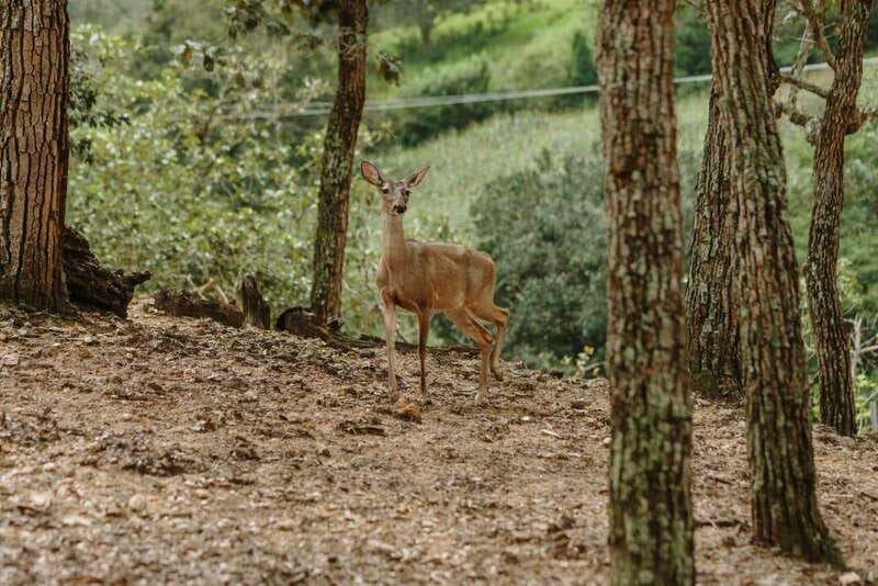 Puerto Vallarta: Jorullo Paradise Hiking Adventure - The 2.5-Hour Guided Hike Through Sierra de Jalisco