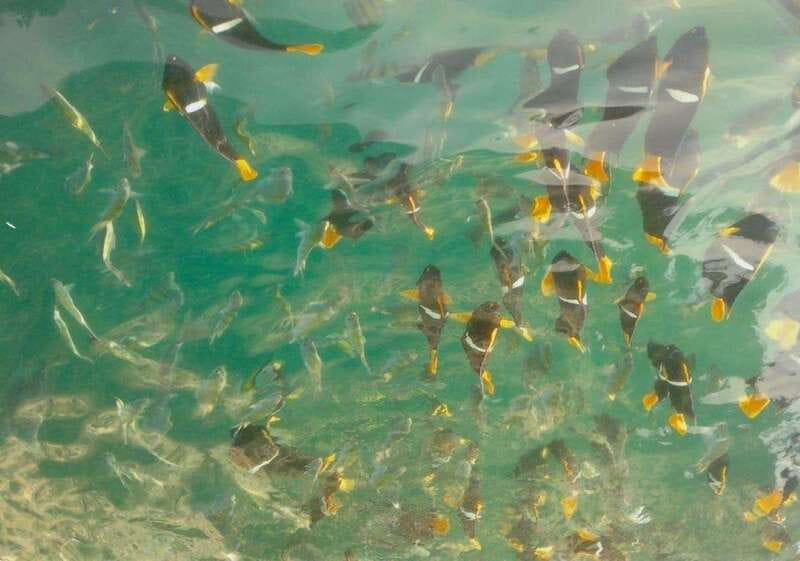 Puerto Vallarta: Los Arcos Snorkeling Tour - Navigating the Boat Journey to Los Arcos