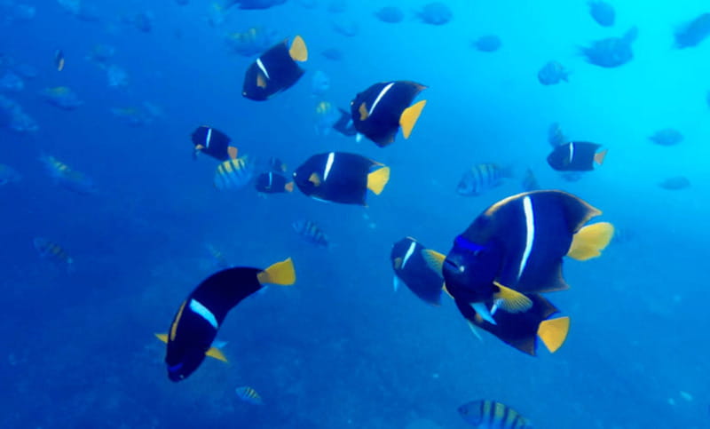 Puerto Vallarta: Los Arcos Snorkeling Tour - How This Tour Stands Out from Others