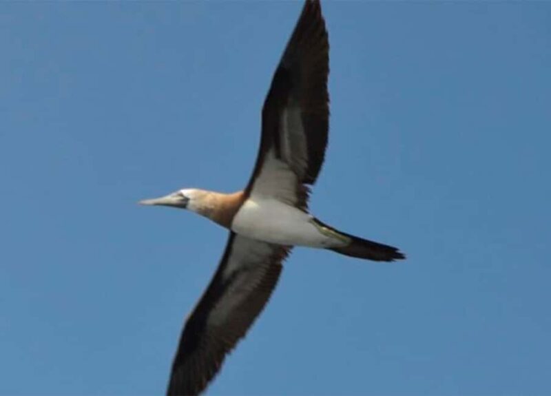 Puerto Vallarta: Marietas Islands Experience - Practical Tips for a Smooth Experience