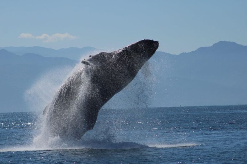 Puerto Vallarta: Mega Yacht Whale Watching Sunset Cruise - Experience the Ultimate Sunset and Whale Watching in Puerto Vallarta