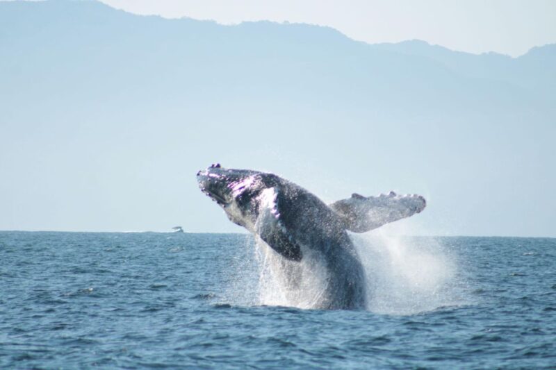 Puerto Vallarta: Mega Yacht Whale Watching Sunset Cruise - Food, Drinks, and Snacks on Board
