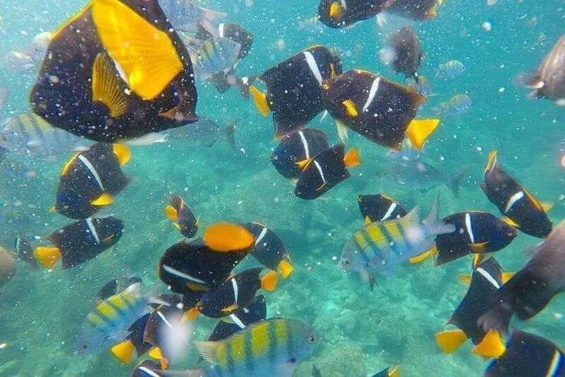 Puerto Vallarta: Pirate Ship Adventure - Experience the Excitement of the Puerto Vallarta Pirate Ship Adventure for $257