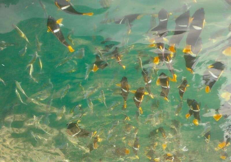 Puerto Vallarta: Private Tour Los Arcos Snorkeling - Navigating to Los Arcos: Departure and Scenic Views