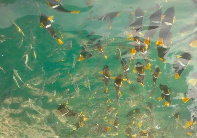 Puerto Vallarta: Private Tour Los Arcos Snorkeling - The Flexibility of Booking and Cancellation Policies