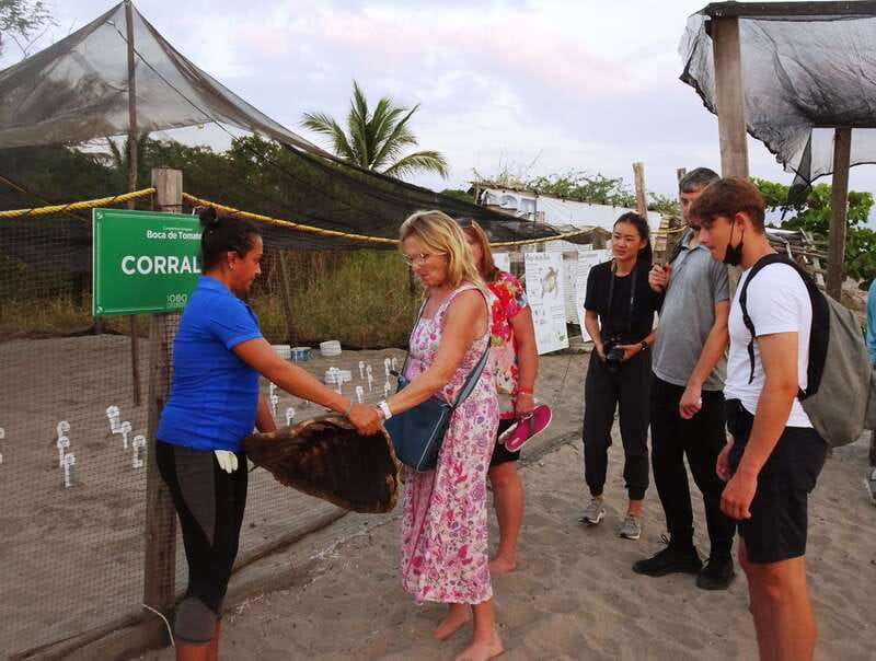 Puerto Vallarta: Sea turtle release at Sunset - Visiting the Sea Turtle Nursery in Puerto Vallarta