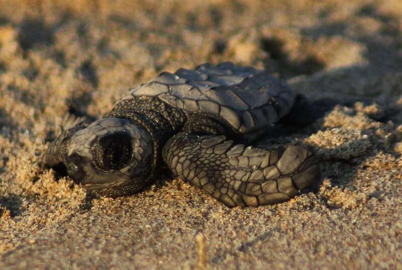 Puerto Vallarta: Sea turtle release at Sunset - The Sunset Release of Hatchlings