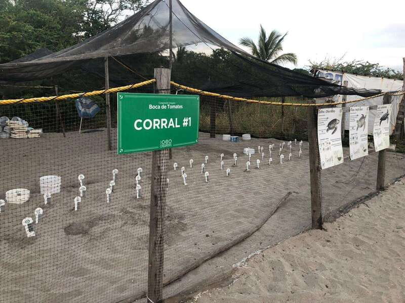 Puerto Vallarta: Sea turtle release at Sunset - Physical and Practical Considerations