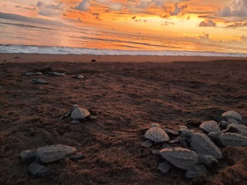 Puerto Vallarta: Sea turtle release at Sunset - Safety and Environmental Policies