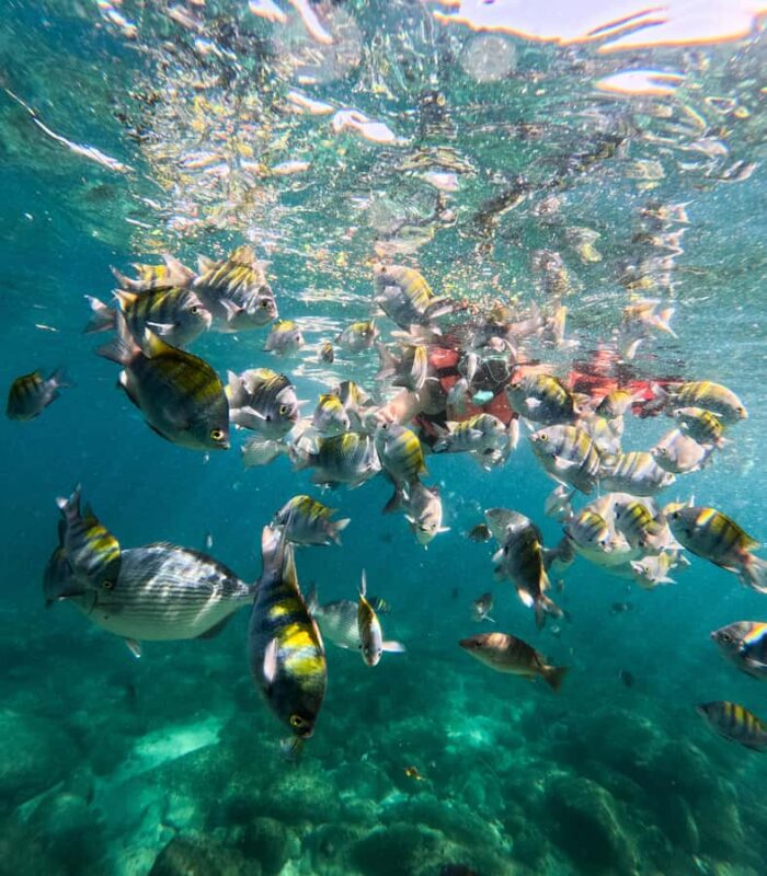 Puerto Vallarta: Snorkel With Tropical Fishes & Canopy Tour - The Itinerary Breakdown: From Majahuitas to Las Ánimas and Back