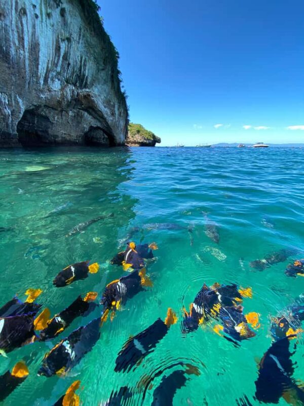 Puerto Vallarta: Snorkel y tour de 2 hrs en bote a Los Arcos - Exploring Los Arcos Marine Sanctuary: Wildlife and Geography
