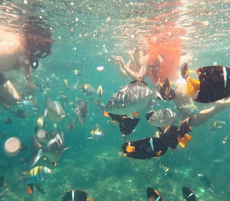 Puerto Vallarta: Snorkel y tour de 2 hrs en bote a Los Arcos - Learning about Marine Flora and Fauna with a Local Guide