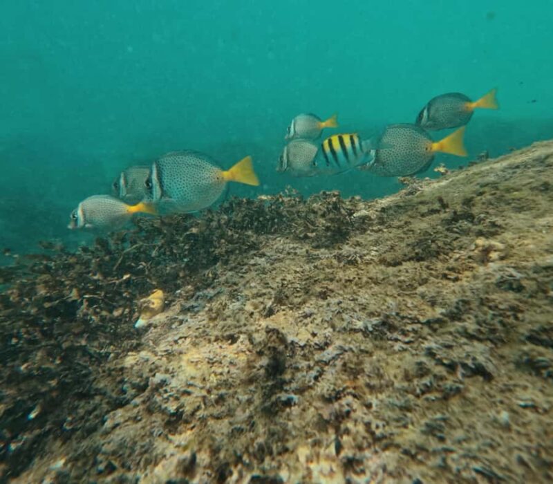 Puerto Vallarta: Snorkel y tour de 2 hrs en bote a Los Arcos - What to Bring and What to Avoid