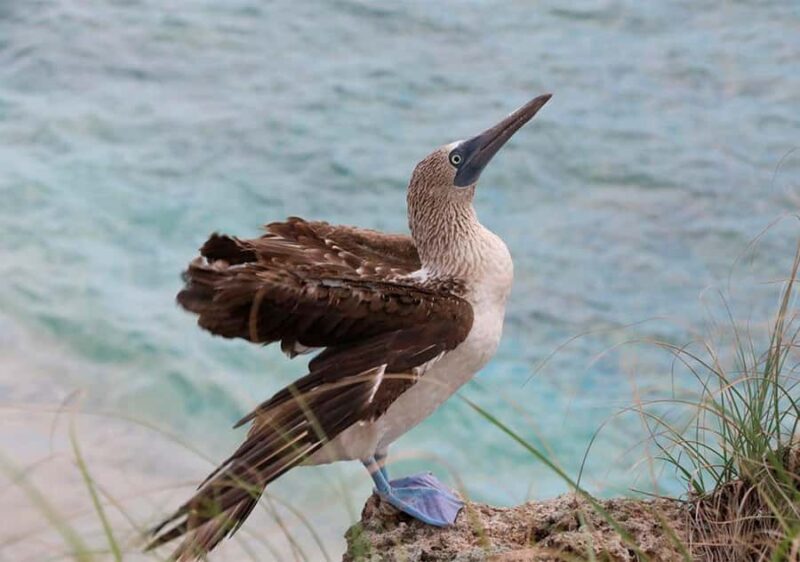 Puerto Vallarta: Snorkeling, Beach, Sailing to Marietas Park - Exploring Nopalera Beach and Its Stunning Views