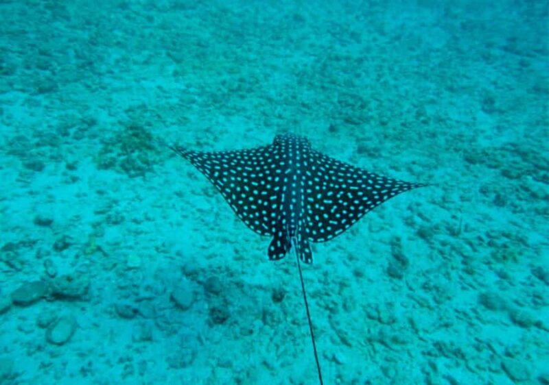 Puerto Vallarta: Snorkeling, Beach, Sailing to Marietas Park - Practical Details: Meeting Point and What to Bring