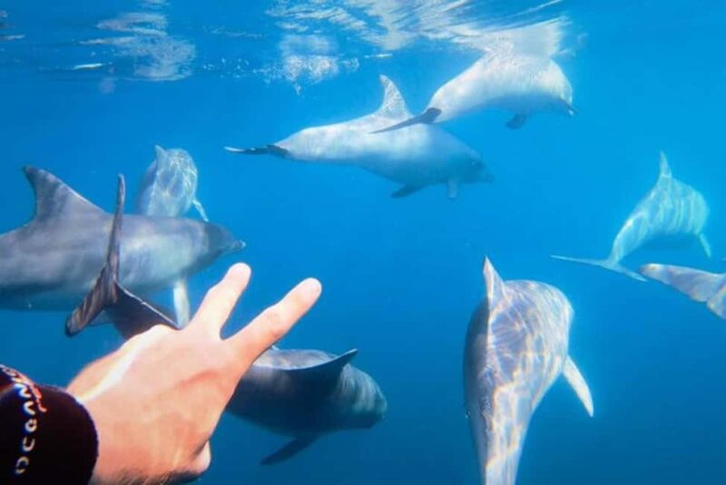 Puerto Vallarta: Swim and Paddle Board with Wild Dolphins - Discover the Wild Dolphin Experience in Puerto Vallarta
