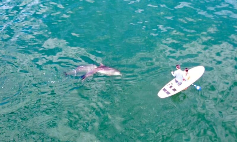Puerto Vallarta: Swim and Paddle Board with Wild Dolphins - Key Points