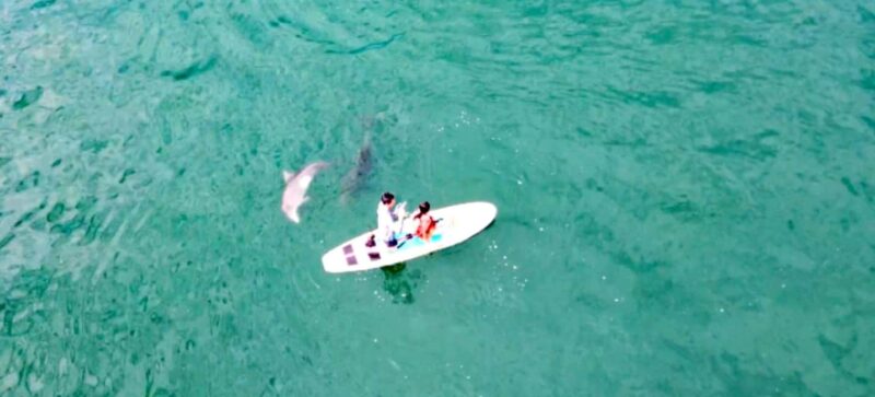 Puerto Vallarta: Swim and Paddle Board with Wild Dolphins - Equipment and Amenities Included in the Tour