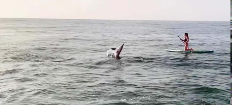 Puerto Vallarta: Swim and Paddle Board with Wild Dolphins - Respectful Wildlife Observation and Conservation Focus