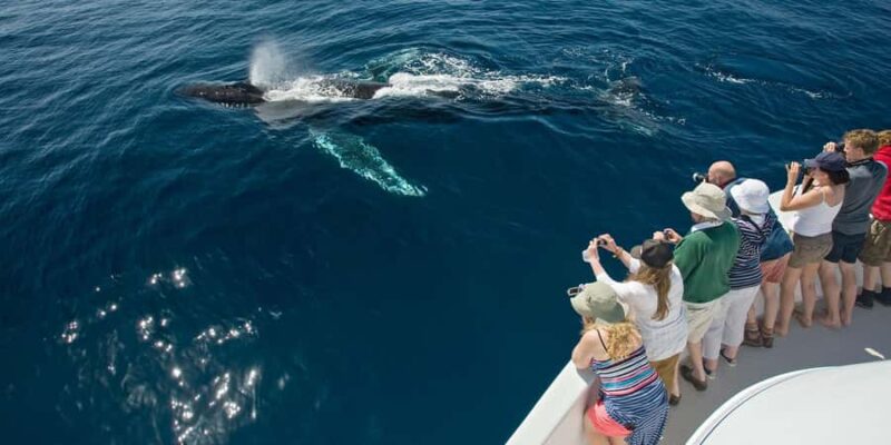 Puerto Vallarta: Whale & Dolphin Watching with Hydrophone - Discover the Unique Experience of Puerto Vallartas Whale & Dolphin Tour