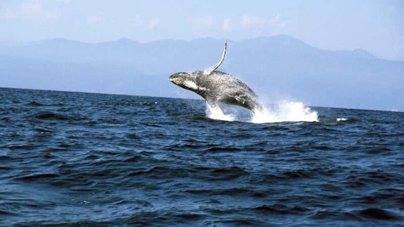 Puerto Vallarta: Whale & Dolphin Watching with Hydrophone - The All-Inclusive Experience with Food and Drinks
