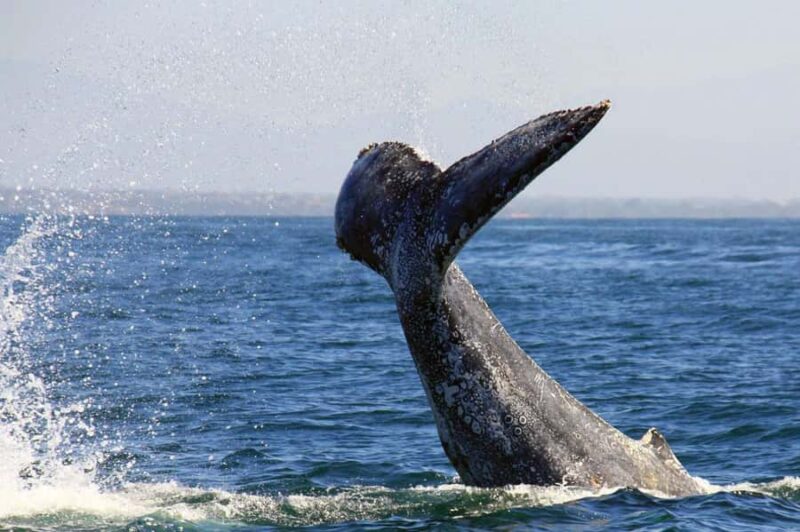Puerto Vallarta: Whale & Dolphin Watching with Hydrophone - Wildlife Watching Respectfully and Responsibly
