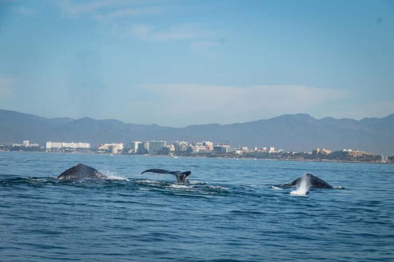 Puerto Vallarta: Whale & Dolphin Watching with Hydrophone - The Experience as Reported by Reviews