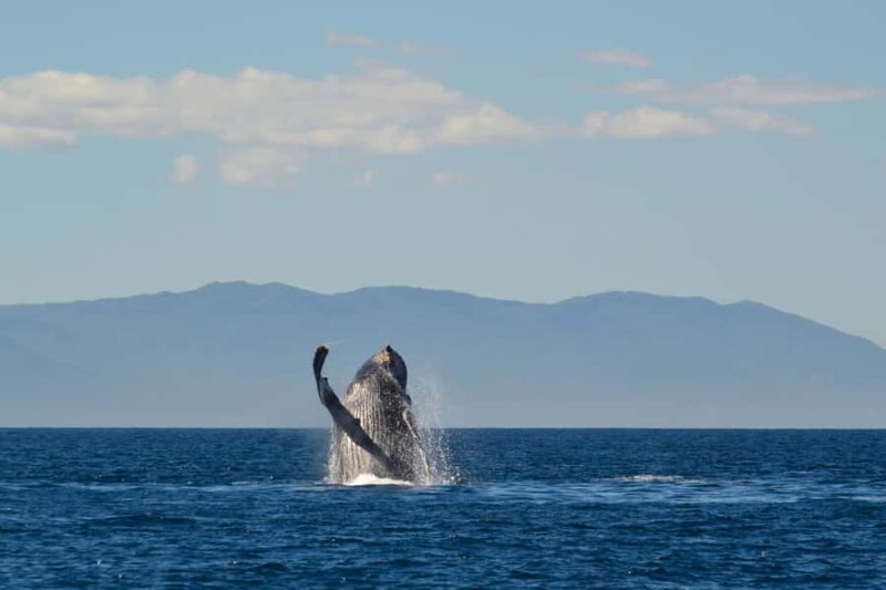 Puerto Vallarta: Whale & Dolphin Watching with Hydrophone - Who Will Love This Tour