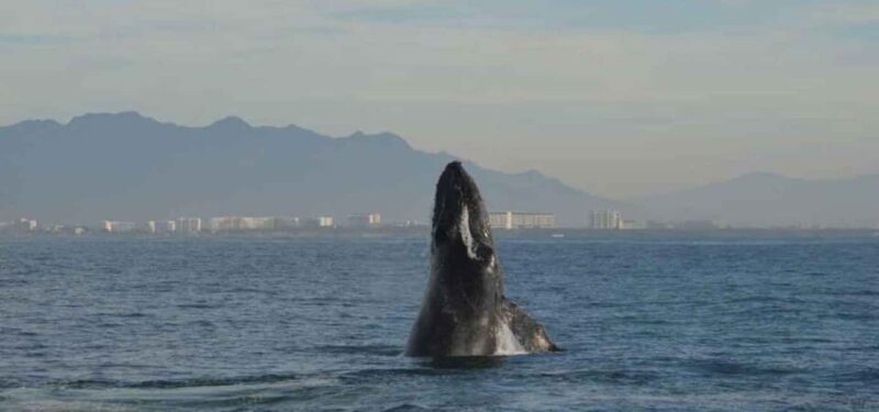 Puerto Vallarta: Whale Watching Adventure Tour - Starting Point: Puerto Vallarta Marina