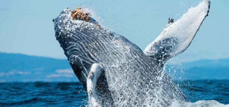 Puerto Vallarta: Whale Watching Adventure Tour - Listening to the Mystical Songs of Humpbacks