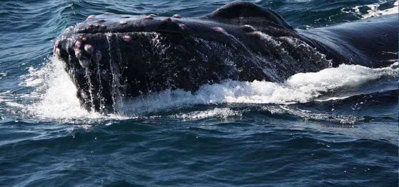 Puerto Vallarta: Whale Watching Adventure Tour - Respectful Whale Observation Practices