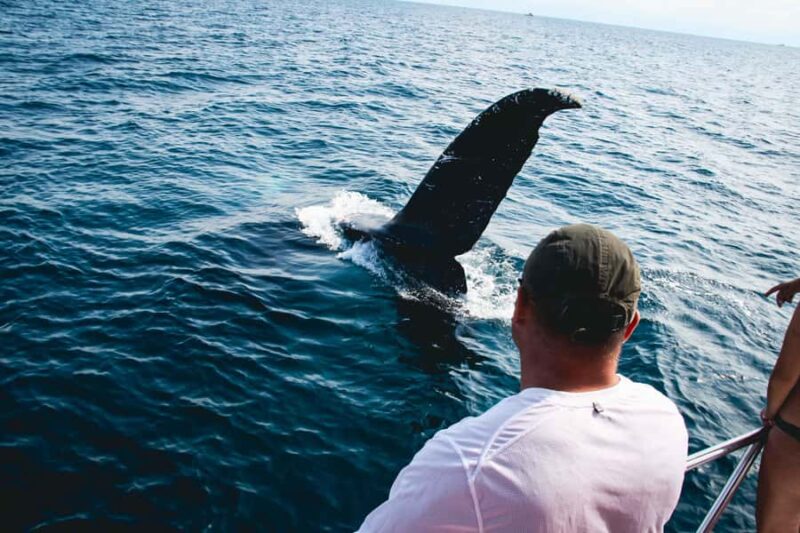 Puerto Vallarta: Whale Watching All Inclusive Experience - Exciting All-Inclusive Whale Watching in Puerto Vallarta