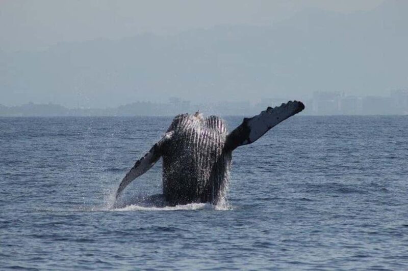 Puerto Vallarta: Whale Watching Beach Bay - Seasonal Timing and What It Means for You