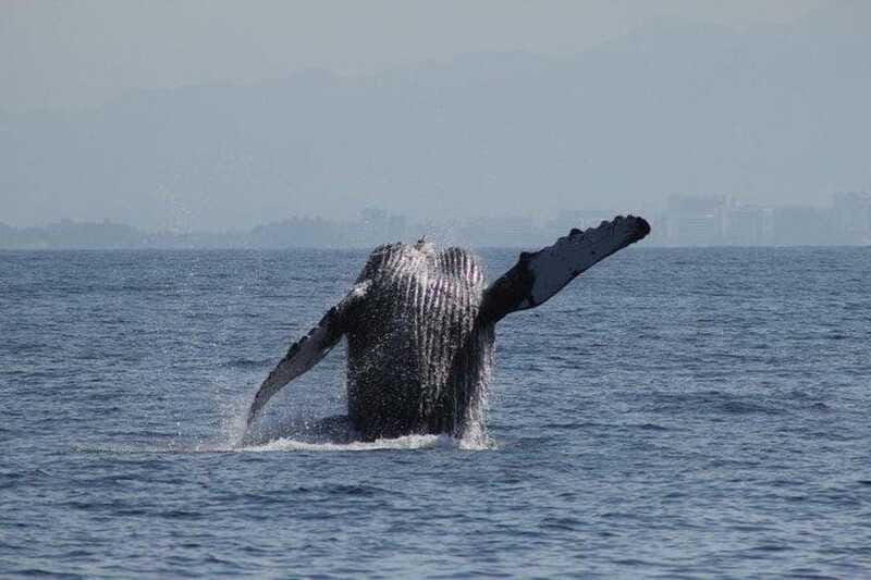 Puerto Vallarta: Whale Watching Beach Bay - Practical Tips for a Successful Trip