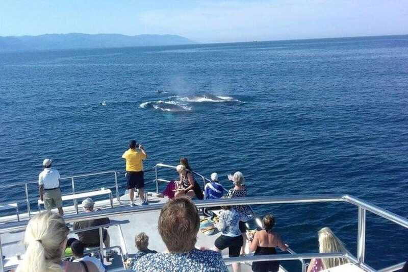 Puerto Vallarta: Whale Watching Beach Bay - What Sets This Tour Apart from Similar Whale-Watching Experiences