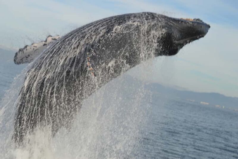 Puerto Vallarta Whale Watching by Speedboat Tour - Key Points