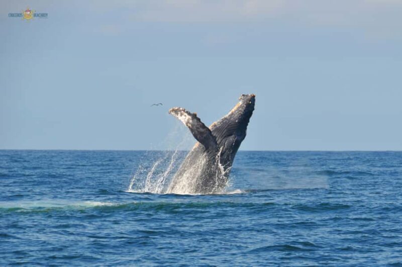 Puerto Vallarta Whale Watching by Speedboat Tour - How the Speedboat Tour Starts and Ends