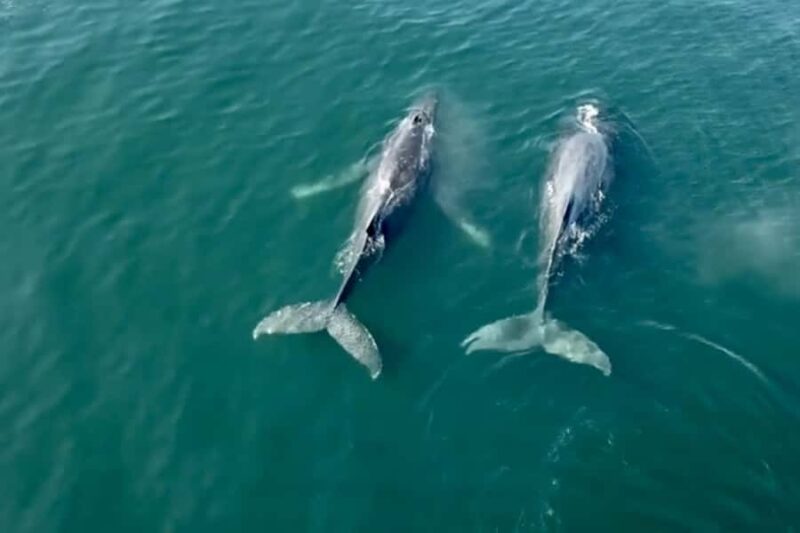 Puerto Vallarta Whale Watching by Speedboat Tour - Encountering Humpback Whales in Their Winter Visit