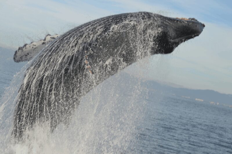 Puerto Vallarta Whale Watching by Speedboat Tour - The Expertise of the Marine Mammal Specialist