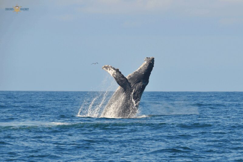 Puerto Vallarta Whale Watching by Speedboat Tour - Group Size and Tour Pacing