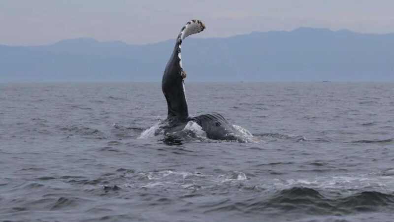 Puerto Vallarta: Whale Watching Encounter - Discover the Thrills of Puerto Vallartas Whale Watching Tour