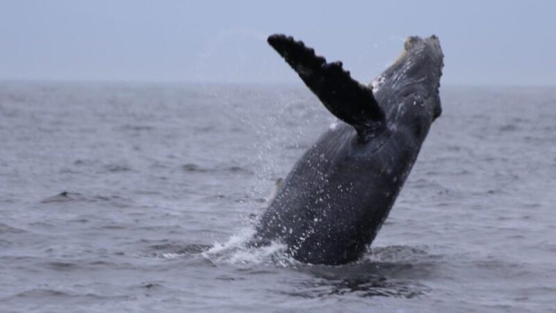 Puerto Vallarta: Whale Watching Encounter - Listening to Whale Songs with Hydrophones