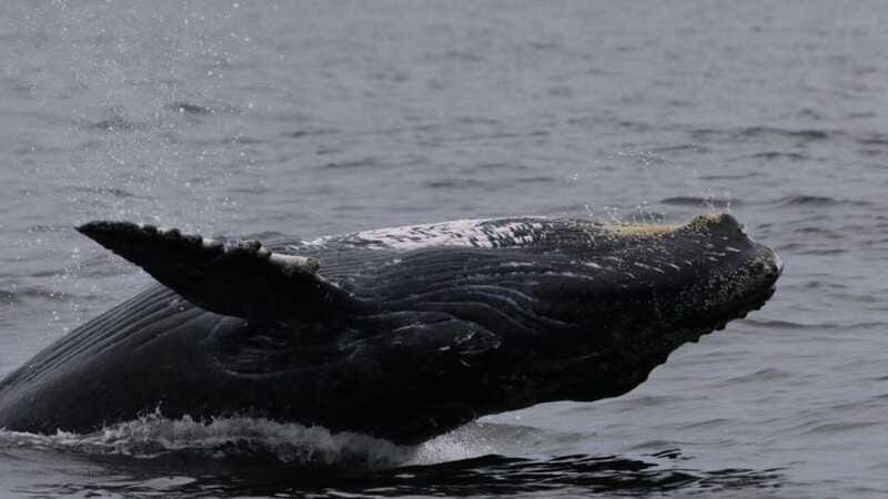Puerto Vallarta: Whale Watching Encounter - The Expertise of Marine Guides and Biologists