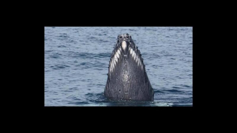 Puerto Vallarta: Whale Watching Encounter - Meals and Refreshments on the Tour