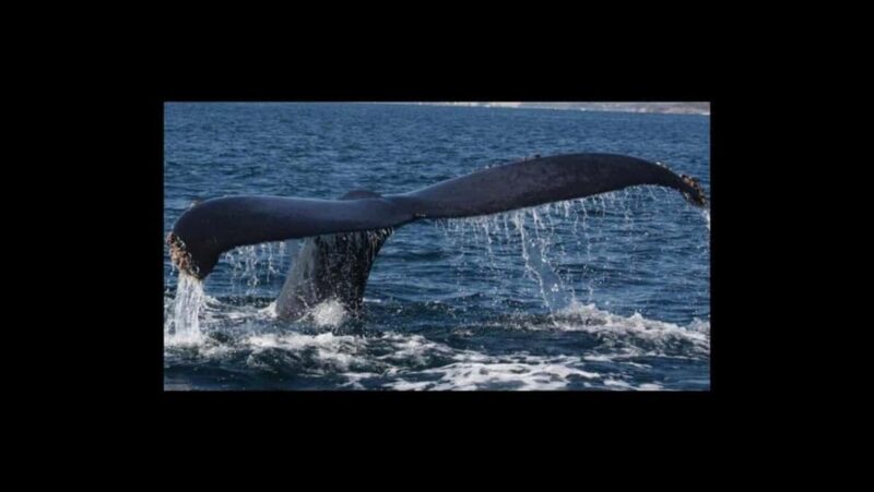 Puerto Vallarta: Whale Watching Encounter - Practical Tips and What to Bring