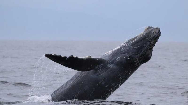 Puerto Vallarta: Whale Watching Encounter - Accessibility and Suitability