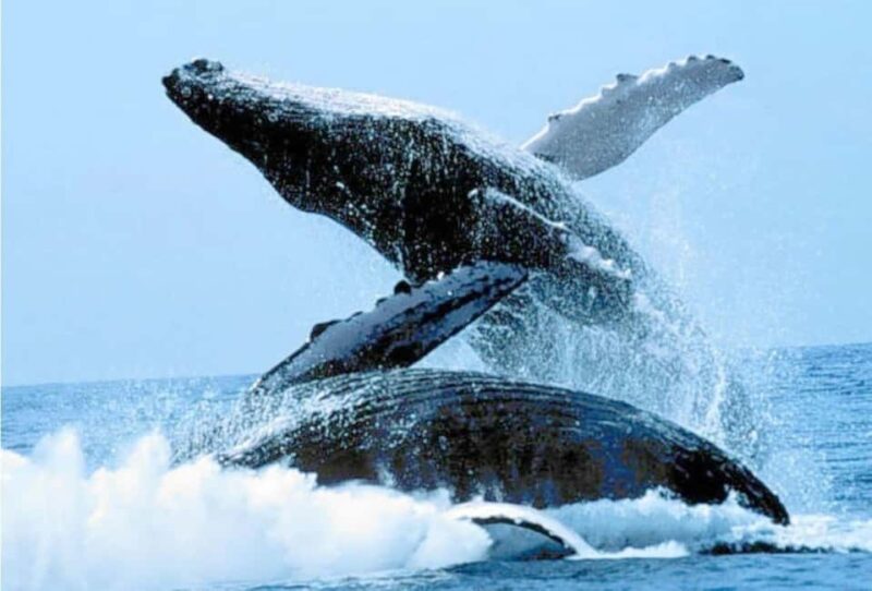 Puerto Vallarta: Whale Watching on Catamaran - Key Points