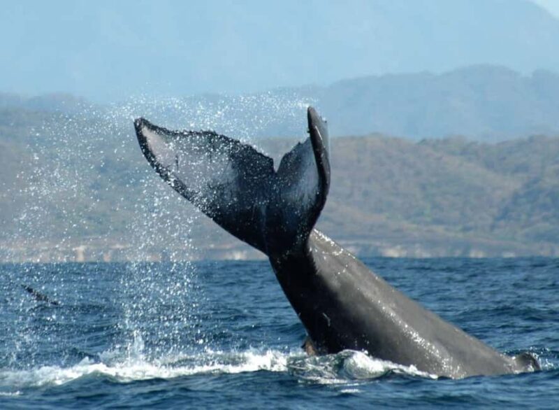 Puerto Vallarta: Whale Watching on Catamaran - What You Can Expect During the Whale Watching Adventure
