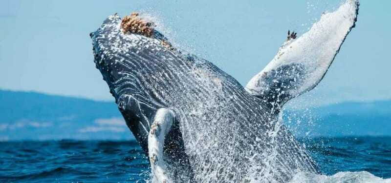 Puerto Vallarta: Whale Watching on Catamaran - The Onboard Experience and Comforts