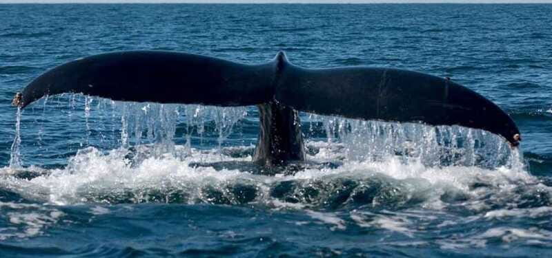 Puerto Vallarta: Whale Watching on Catamaran - The Value of a Guided Marine Mammal Tour